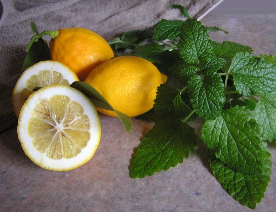 Lemon Lemon