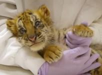 Smuggled tiger cub finds new home after being discovered at US-Mexico border