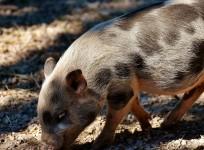 Piglet