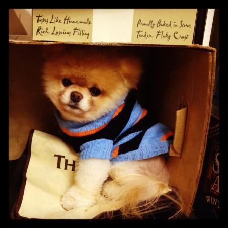 Boo-The Pomeranian Boo-The Pomeranian