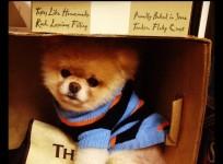 Boo-The Pomeranian