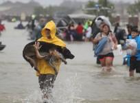 Stranded cows rescued from Harveys wrath in Texas
