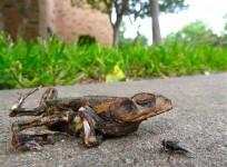 Picture for representation