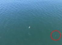 Man encounters shark while swimming from police