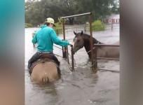 Amazing animals rescues during storm Harvey