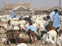 cattle market