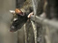 Rats