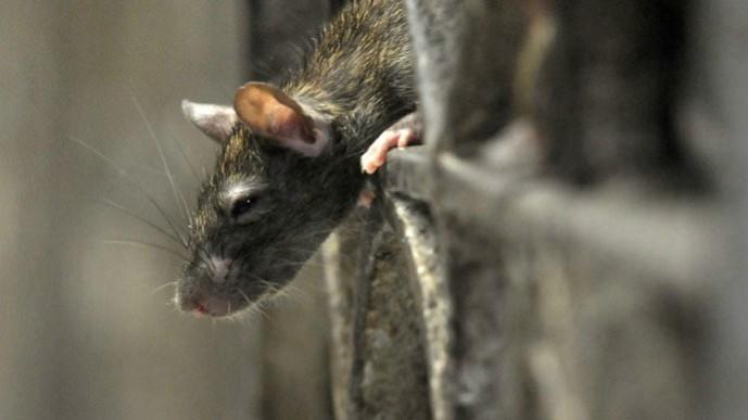 Hantavirus spreads from rodents and causes hantavirus pulmonary syndrome (HPS) in humans. Rats