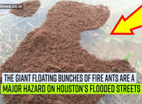 Floating fire ants is another hazard in Houston’s flooded streets