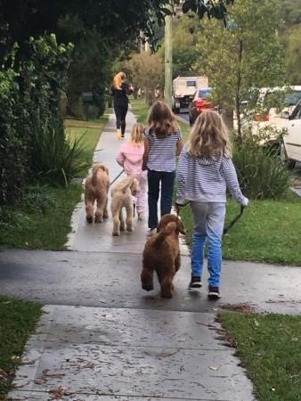 dog walker, dog, dog lovers, health,