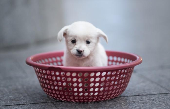 Representative image of a puppy Puppy