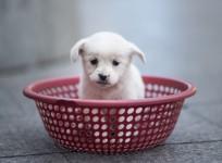 Puppy