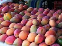 anti-cancer mangoes, mangoes,cancer, health,
