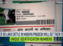 Over 90 lakh cattle in Madhya Pradesh to get UID numbers of their own
