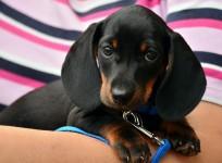 dog walker, dog, health, metal health, exercise,
