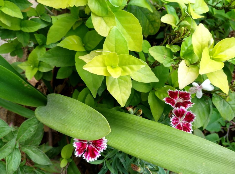 Xiaomi Mi Max 2, review, image, performance, battery, display