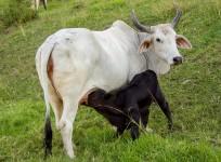 cow