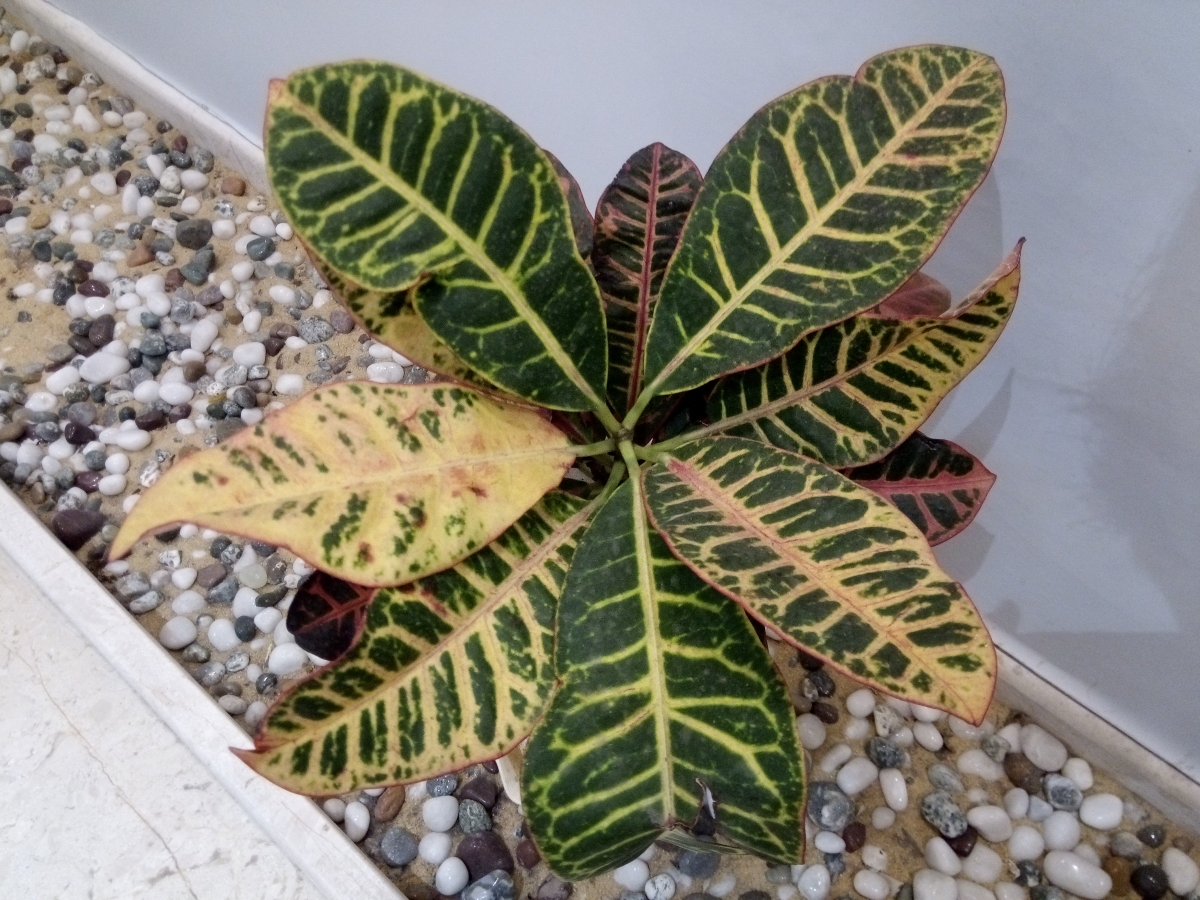 Leagoo T5 Camera Samples