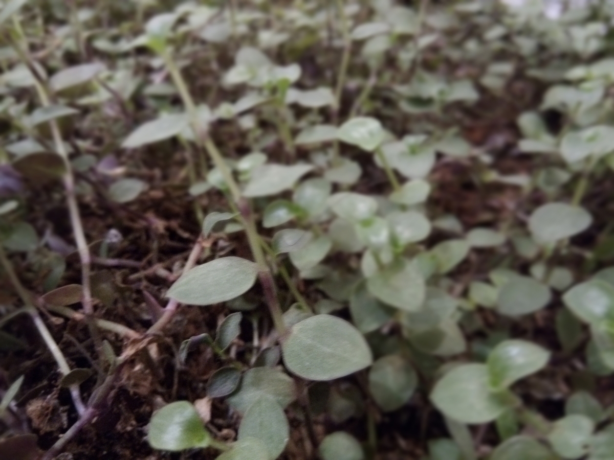 Leagoo T5 Camera Samples