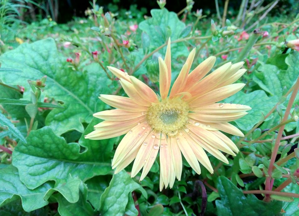 InFocus Turbo 5, review, design, display