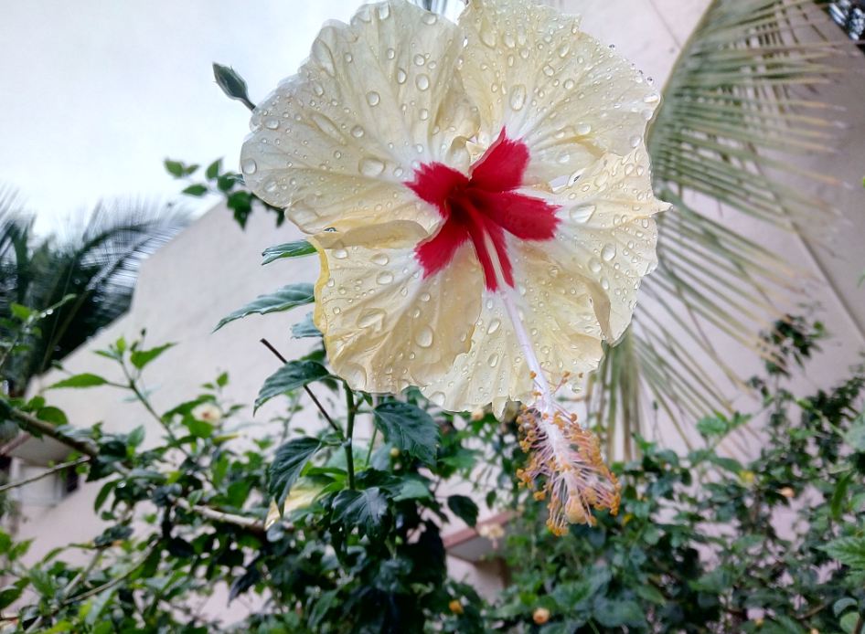 InFocus Turbo 5, review, design, display, camera