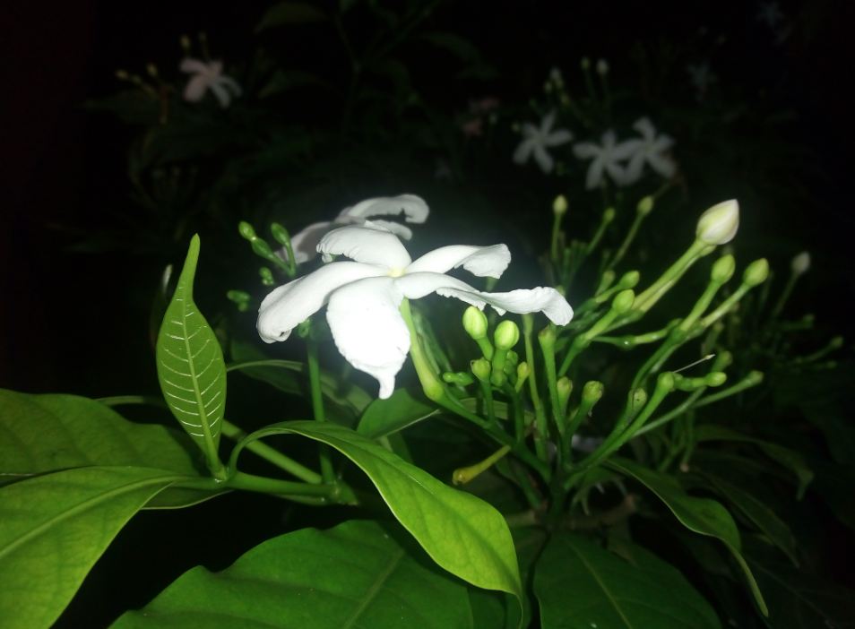 InFocus Turbo 5, review, design, display, camera