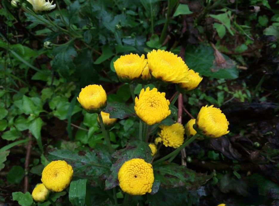 InFocus Turbo 5, review, design, display, Camera