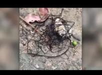 alien creature, Taiwan, weird news,