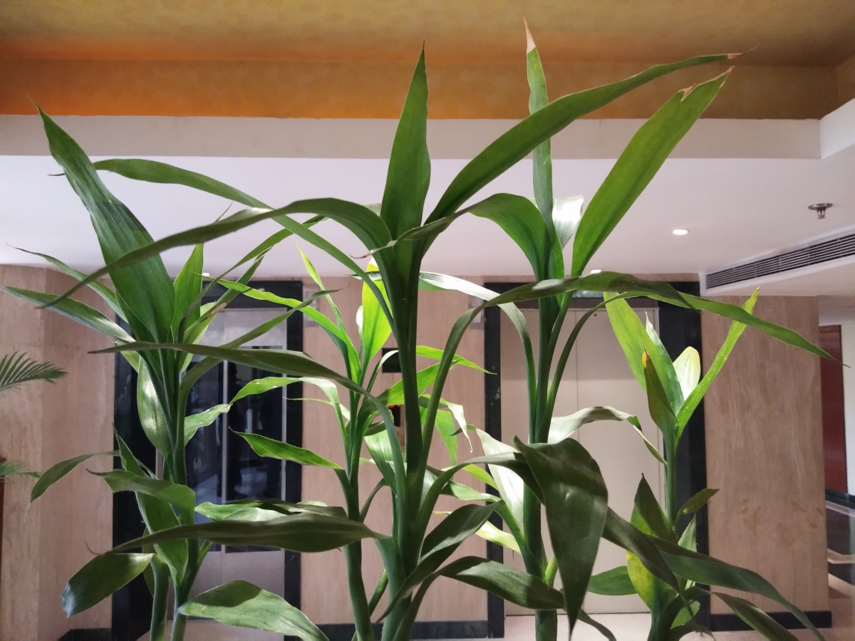 Vivo V7 camera sample Vivo V7 camera sample