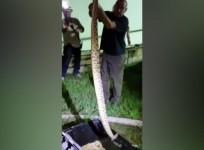 Watch police officer capture 5-foot venomous rattlesnake in Florida