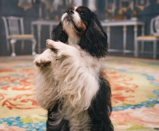Queen Victoria's pet dog Dash in ITV's Victoria series Queen Victoria's pet dog Dash in ITV's Victoria series