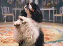 Queen Victoria's pet dog Dash in ITV's Victoria series