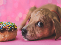 UberPUPPIES UberEats doughnuts