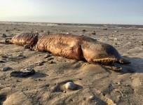 Sea creature