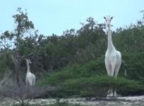 White Giraffe