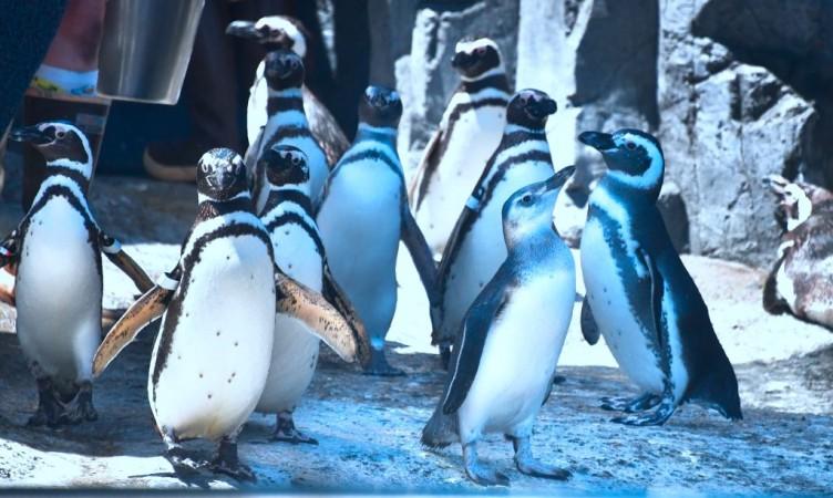Penguins Penguins