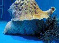 How breeding rare giant sea snails could save the Great Barrier Reef