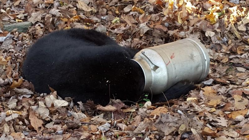 A black bear is pictured with its head stuck in a milk can near Thurmont, Maryland in this November 16, 2015 handout photo. Maryland Department of Natural Resource workers tranquilized the bear before using and electric hand saw to cut the milk can off. T