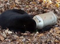 A black bear is pictured with its head stuck in a milk can near Thurmont, Maryland in this November 16, 2015 handout photo. Maryland Department of Natural Resource workers tranquilized the bear before using and electric hand saw to cut the milk can off. T