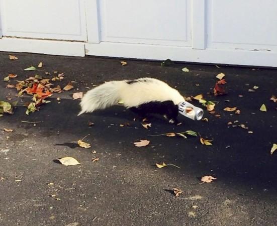 A skunk with a beer can stuck on its head