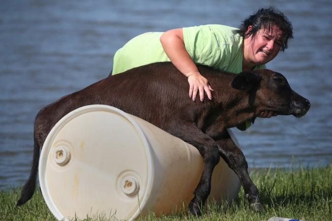Tonya Sutherland tries to help a calf that was trapped in a fence nearly submerged in flood water in Winnie, Texas, U.S.