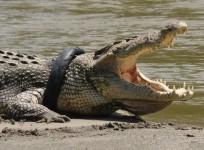 Crocodile