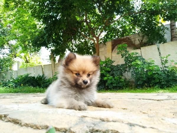 Asus Zenfone 4 Selfie Pro front-camera sample Asus, Zenfone 4 Selfie Pro, camera, review, price, launch