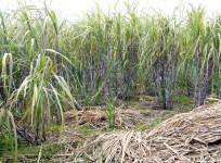 sugarcane field