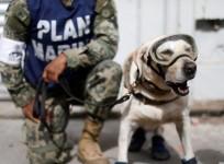Heroic dogs are saving lives after the Mexico earthquake