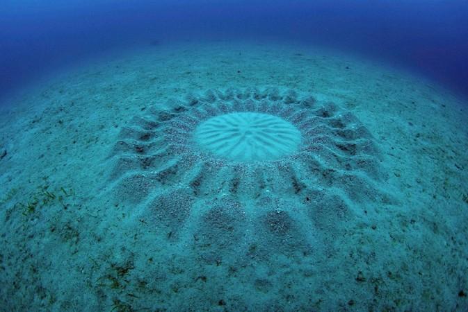 Japanese puffer fish, marine creature, sex rituals, bizarre,
