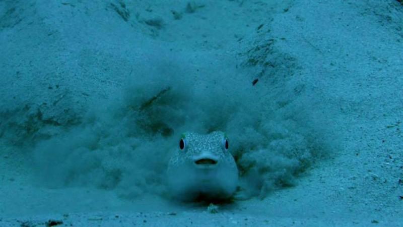 Japanese puffer fish, marine creature, sex rituals, bizarre,