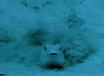 Japanese puffer fish, marine creature, sex rituals, bizarre,