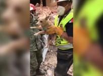 Dog rescued from ruins of building six days after Mexico earthquake