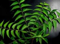 Neem